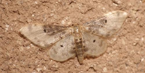 Réf. 302 103 : Idaea filicata
